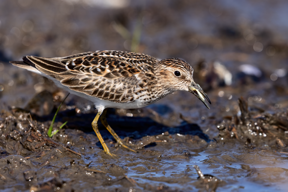 Least Sandpiper (Calidris minutilla)