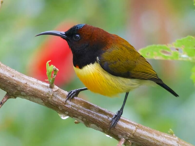 Maroon-naped Sunbird (Aethopyga guimarasensis) photo