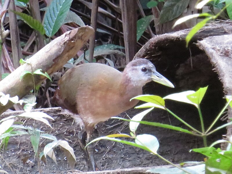 New Guinea Flightless Rail (Megacrex inepta) photo