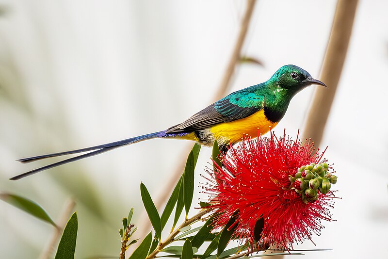Nile Valley Sunbird (Hedydipna metallica) photo