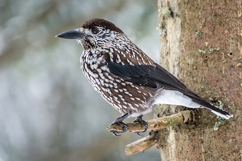 Northern Nutcracker (Nucifraga caryocatactes) photo