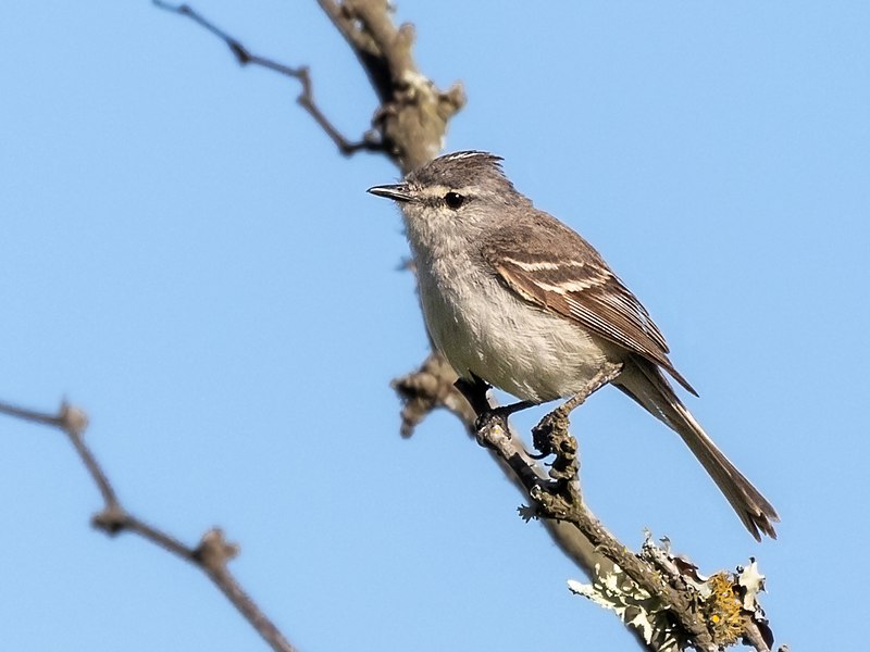 Straneck's Tyrannulet (Serpophaga griseicapilla) photo