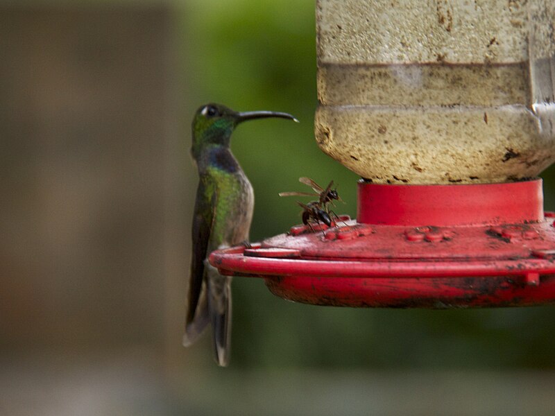 Violet-chested Hummingbird (Sternoclyta cyanopectus) photo