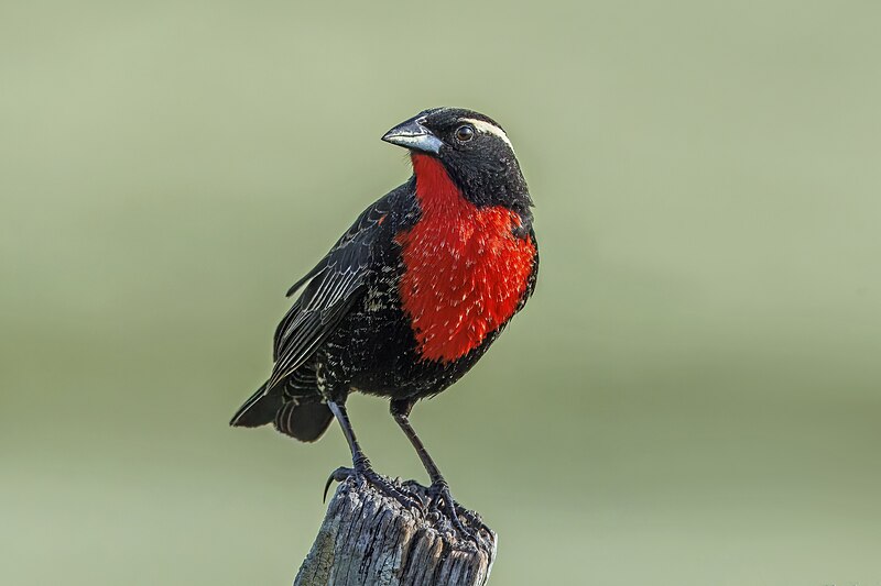 White-browed Meadowlark (Leistes superciliaris) photo