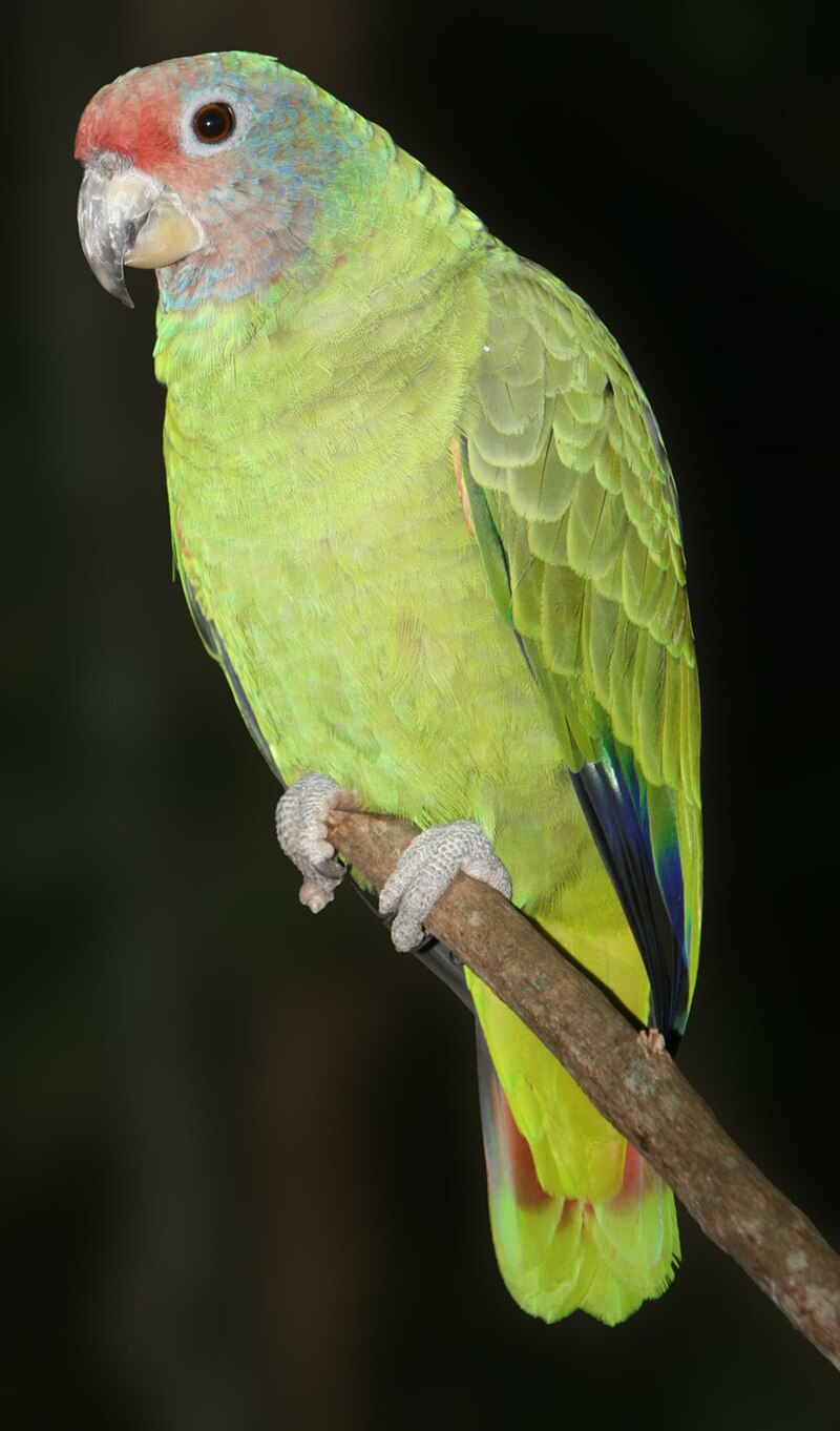 Red-tailed Amazon (Amazona brasiliensis) photo