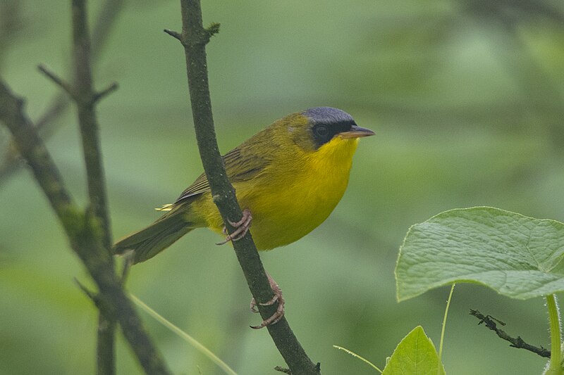 Black-lored Yellowthroat (Geothlypis auricularis) photo