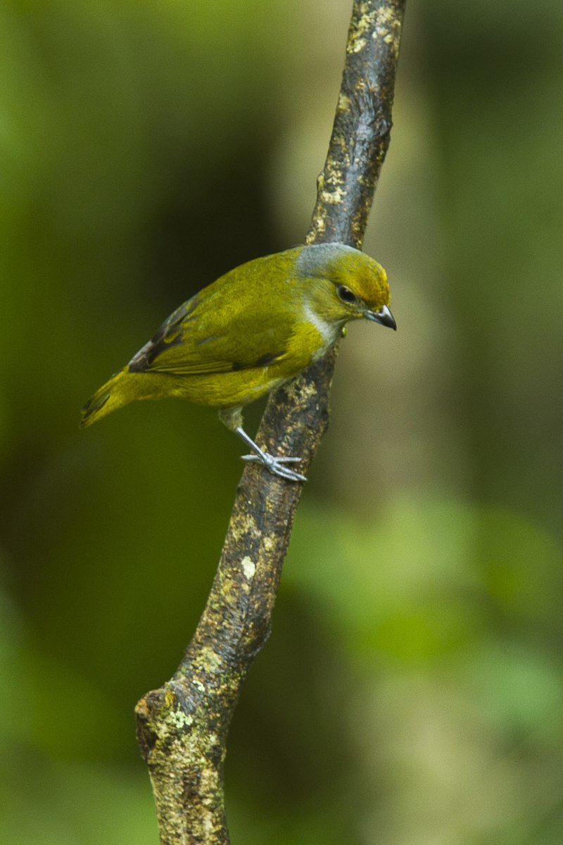 Bronze-green Euphonia (Euphonia mesochrysa) photo