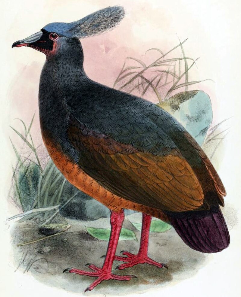 Choiseul Pigeon (Microgoura meeki) photo
