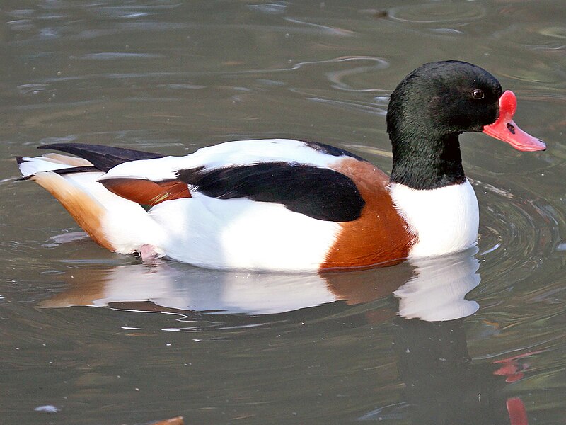 Common Shelduck (Tadorna tadorna) photo