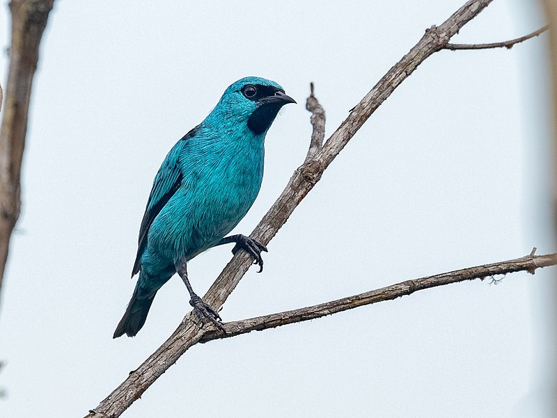 Black-legged Dacnis (Dacnis nigripes) photo
