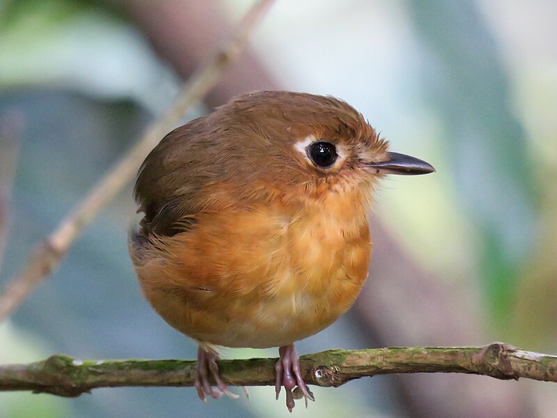 Rusty-breasted Antpitta (Grallaricula ferrugineipectus) photo