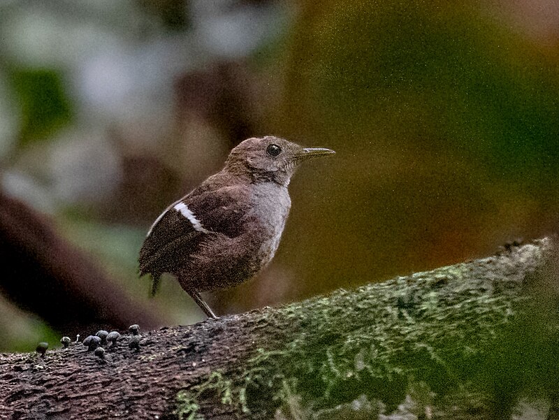 Wing-banded Wren (Microcerculus bambla) photo