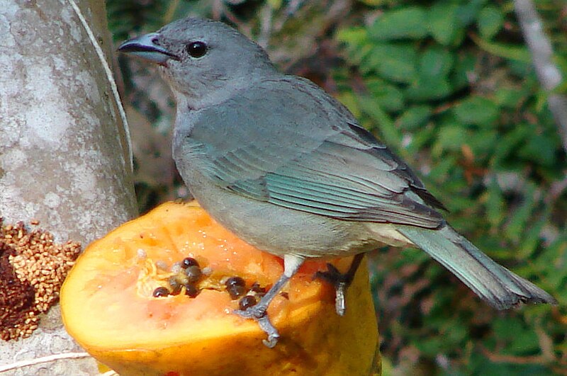 Sayaca Tanager (Thraupis sayaca) photo