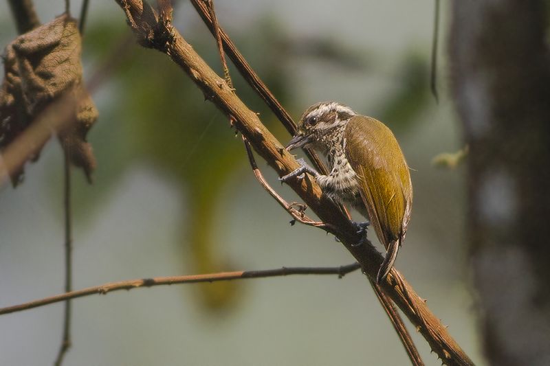 Speckled Piculet (Picumnus innominatus) photo