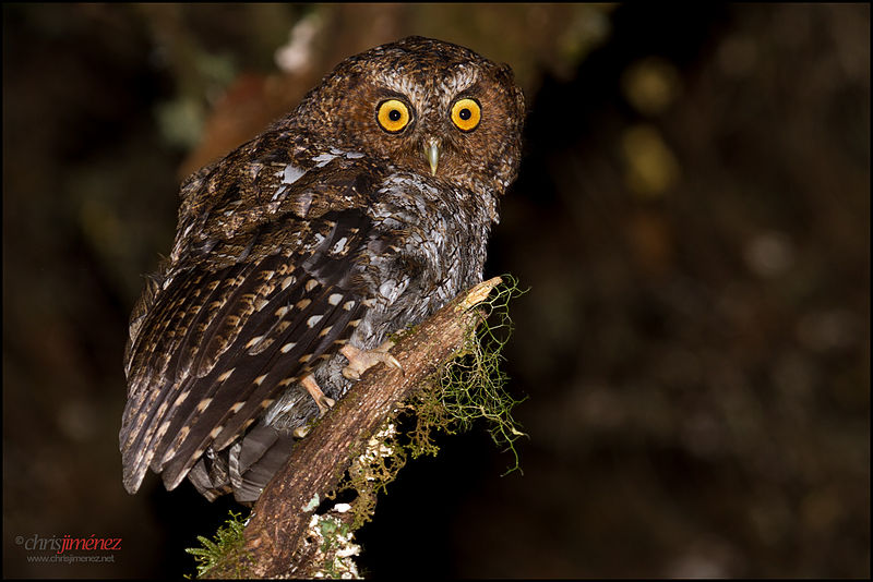 Bare-shanked Screech-Owl (Megascops clarkii) photo