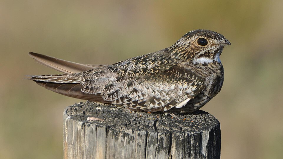 Common Nighthawk (Chordeiles minor)