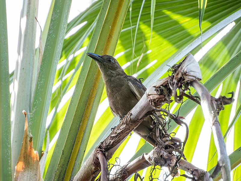 Halmahera Oriole (Oriolus phaeochromus) photo