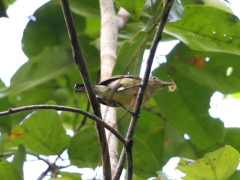 Ancient Antwren (Herpsilochmus gentryi) photo