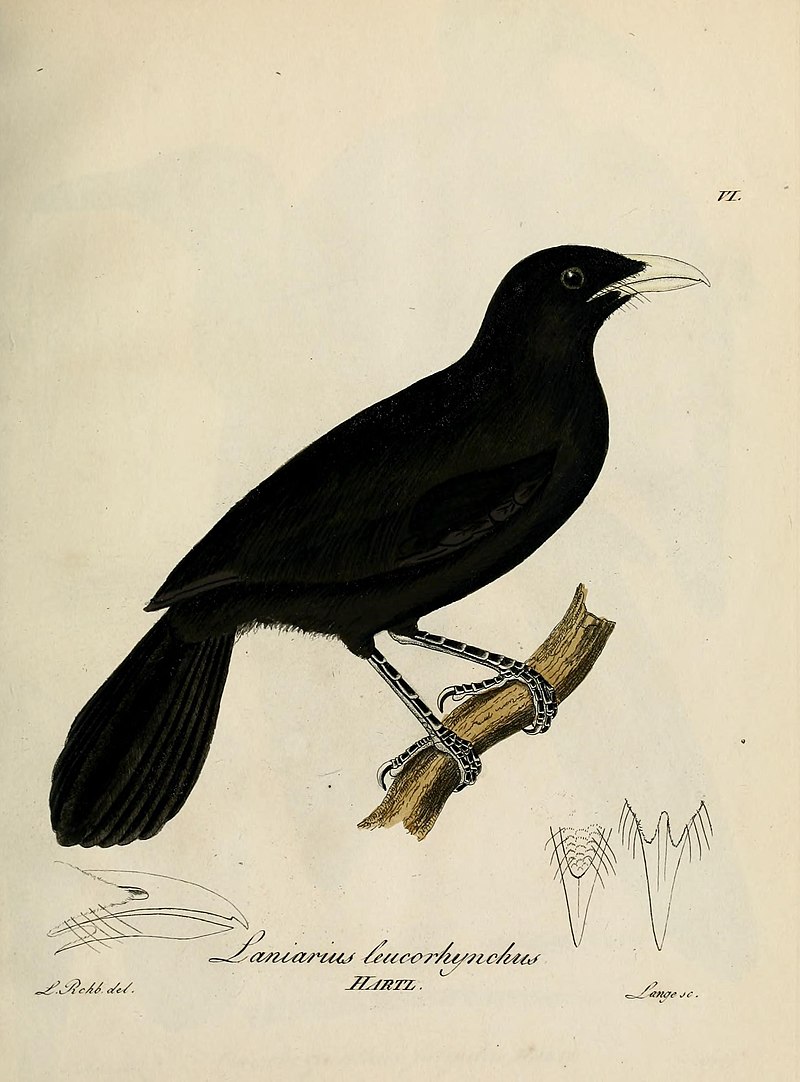 Lowland Sooty Boubou (Laniarius leucorhynchus) photo