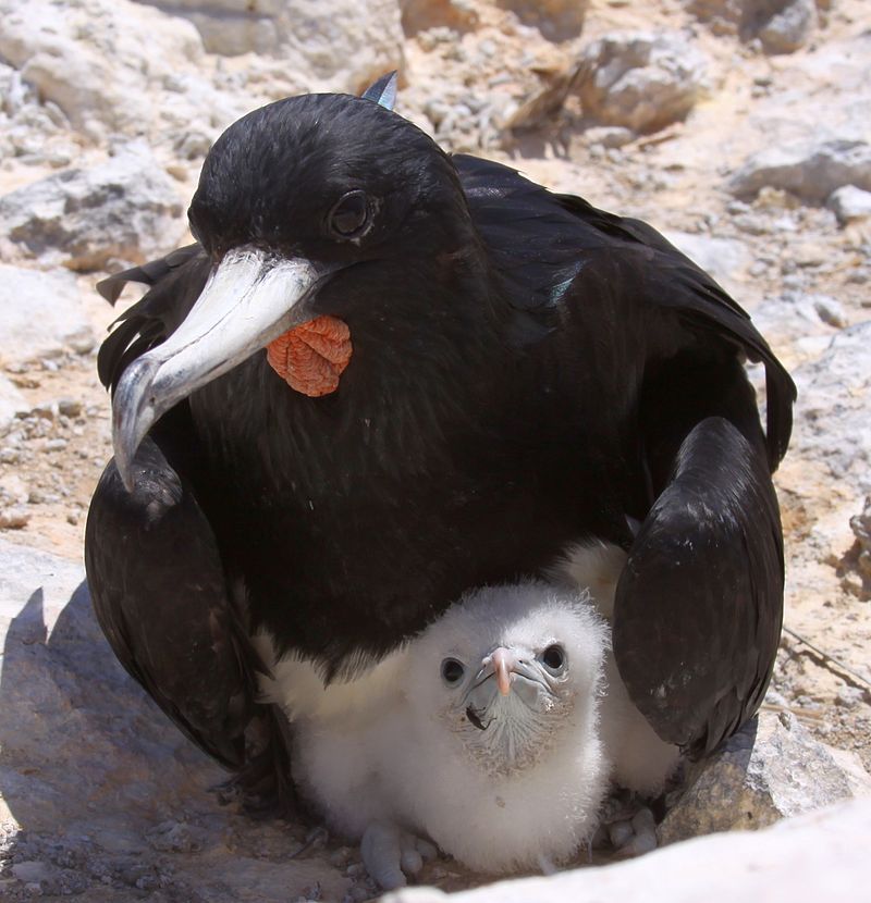 Ascension Frigatebird (Fregata aquila) photo