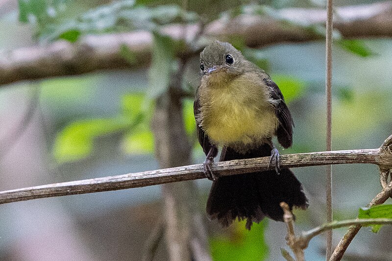 Sulphur-rumped Flycatcher (Myiobius sulphureipygius) photo