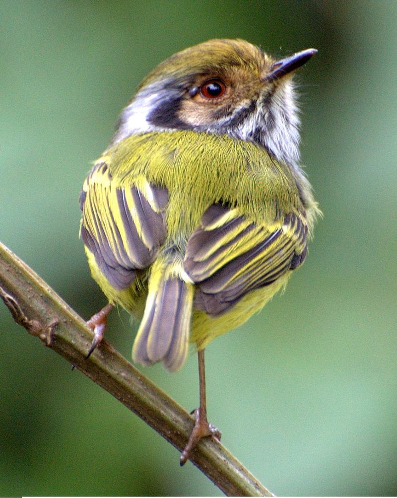 Eared Pygmy-Tyrant (Myiornis auricularis) photo