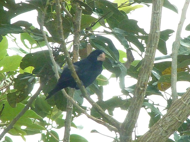Nicaraguan Seed-Finch (Sporophila nuttingi) photo