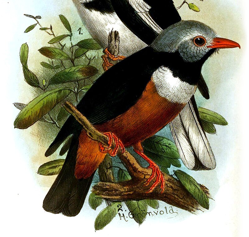 Rufous-bellied Helmetshrike (Prionops rufiventris) photo