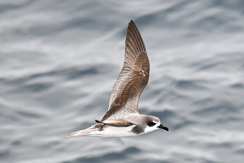 Masatierra Petrel (Pterodroma defilippiana) photo