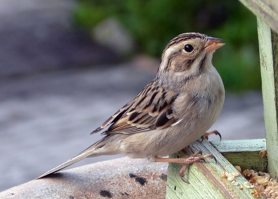 Clay-colored Sparrow (Spizella pallida)