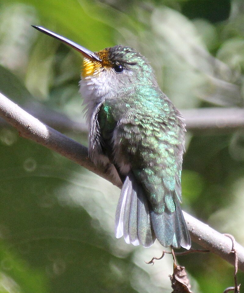 White-bellied Hummingbird (Elliotomyia chionogaster) photo
