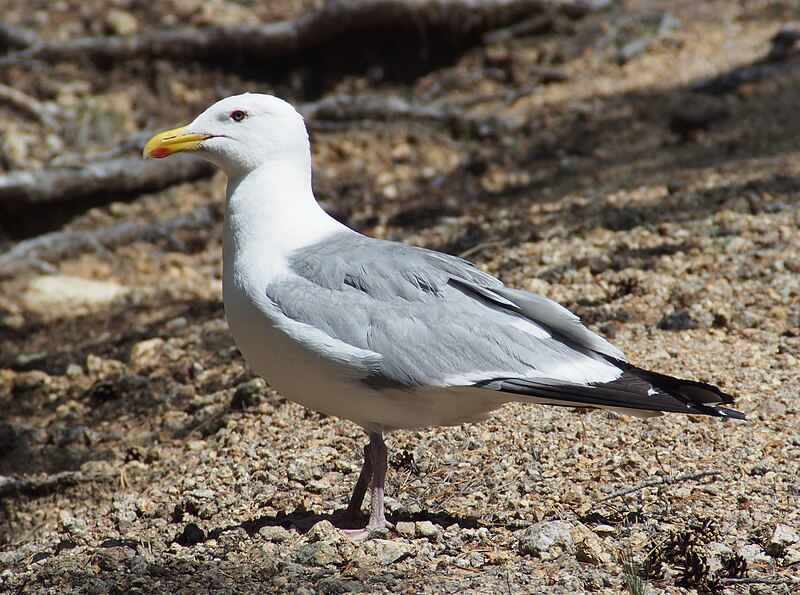 Mongolian Gull (Larus mongolicus) photo