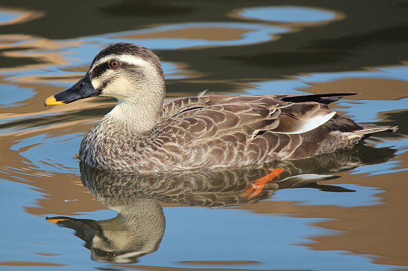 Eastern Spot-billed Duck (Anas zonorhyncha) photo