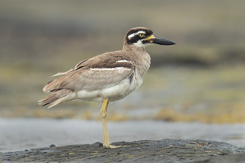 Beach Thick-knee (Esacus magnirostris) photo