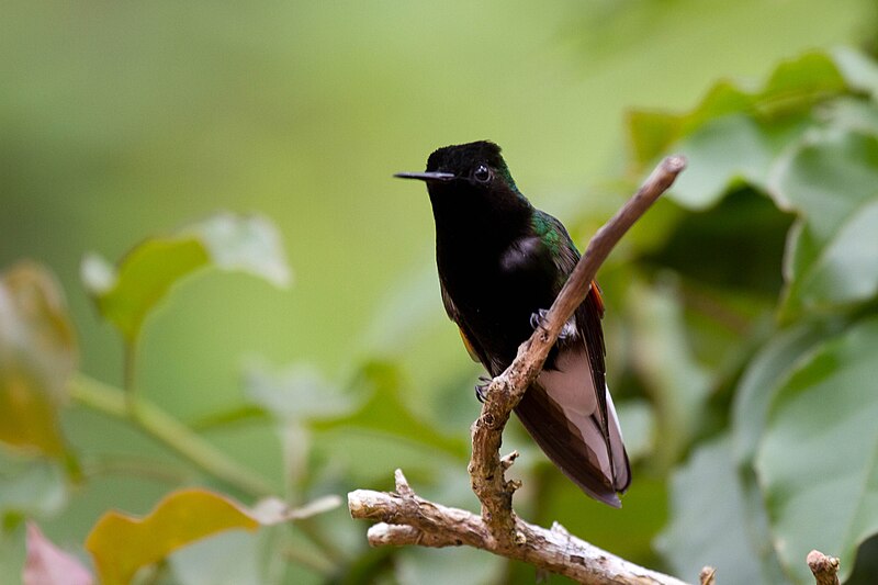Black-bellied Hummingbird (Eupherusa nigriventris) photo