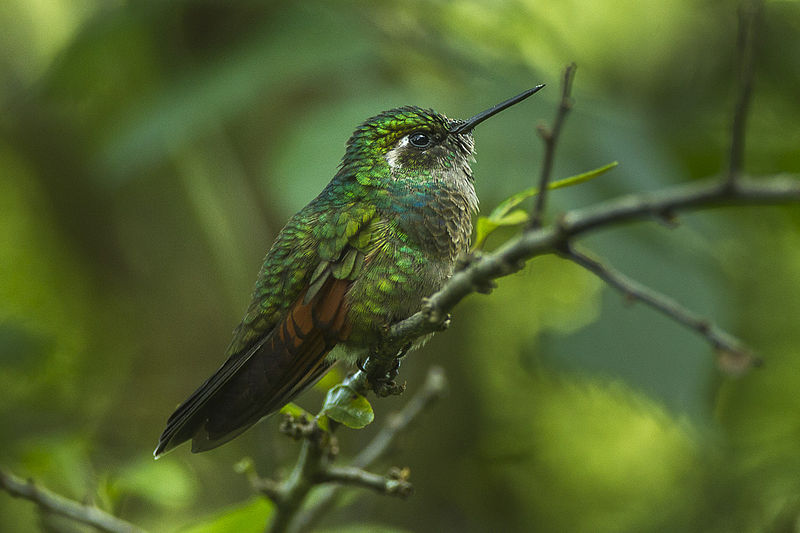 Garnet-throated Hummingbird (Lamprolaima rhami) photo