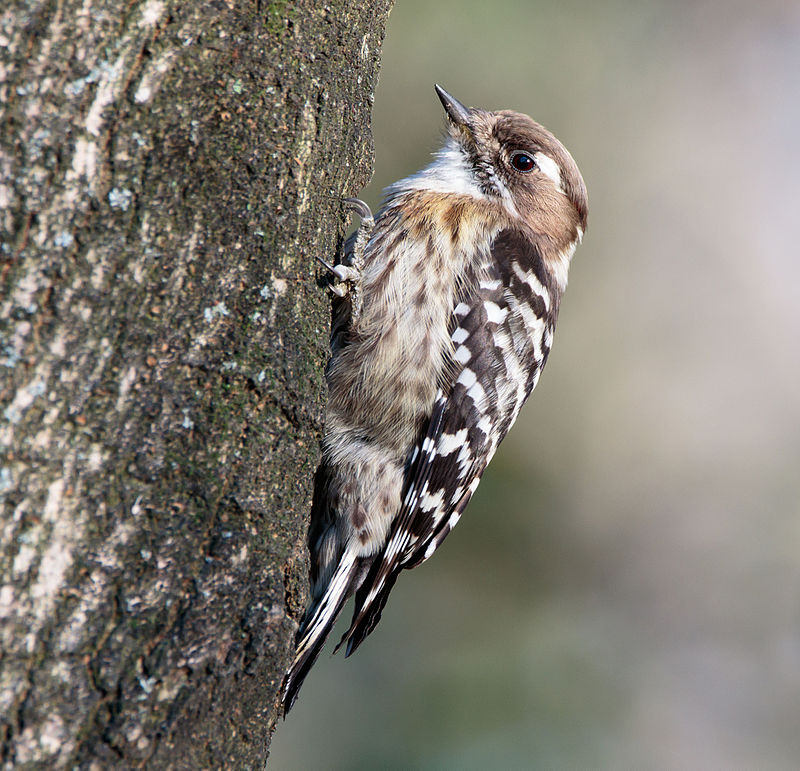Japanese Pygmy Woodpecker (Yungipicus kizuki) photo