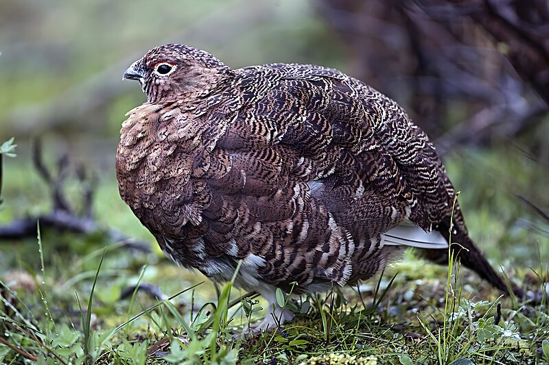 Willow Ptarmigan (Lagopus lagopus) photo