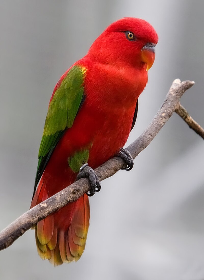 Chattering Lory (Lorius garrulus) photo