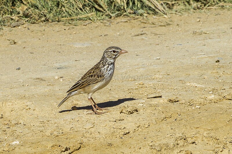 Madagascar Lark (Eremopterix hova) photo