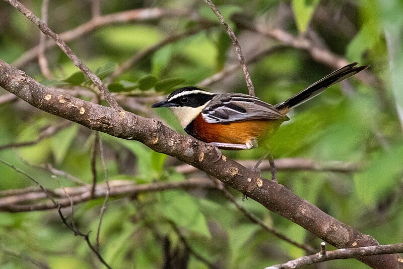 Marañon Crescentchest (Melanopareia maranonica) photo