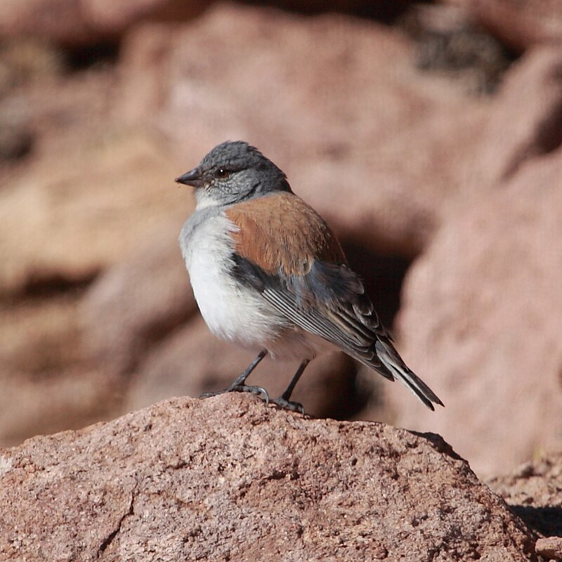 Red-backed Sierra Finch (Idiopsar dorsalis) photo