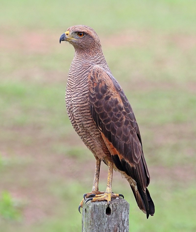 Savanna Hawk (Buteogallus meridionalis) photo