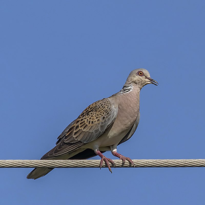 European Turtle-Dove (Streptopelia turtur) photo