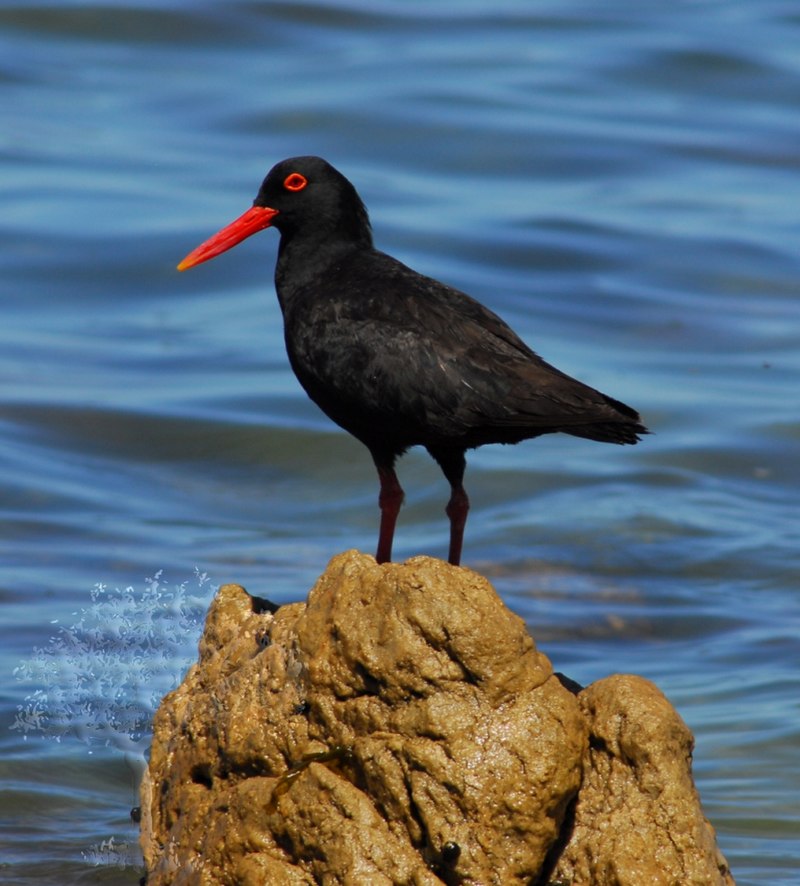 African Oystercatcher (Haematopus moquini) photo