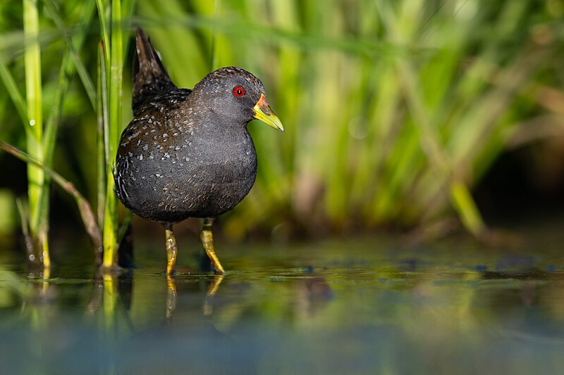 Australian Crake (Porzana fluminea) photo