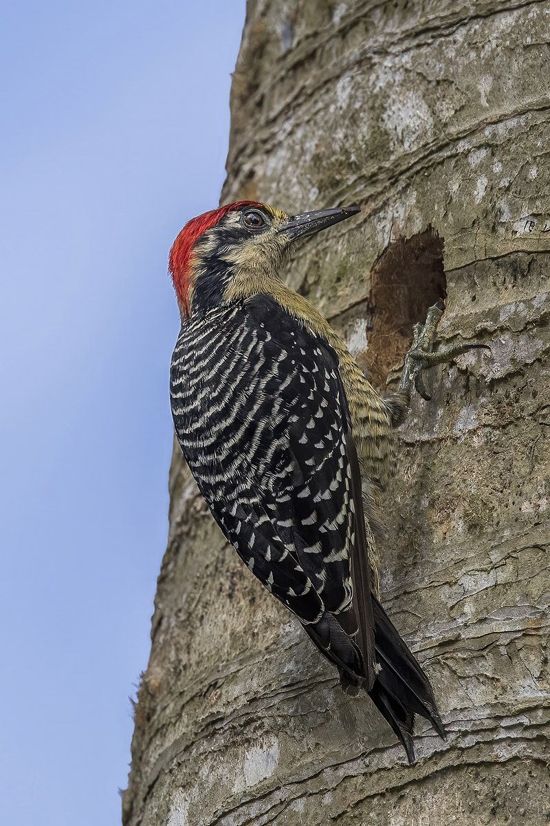 Black-cheeked Woodpecker (Melanerpes pucherani) photo
