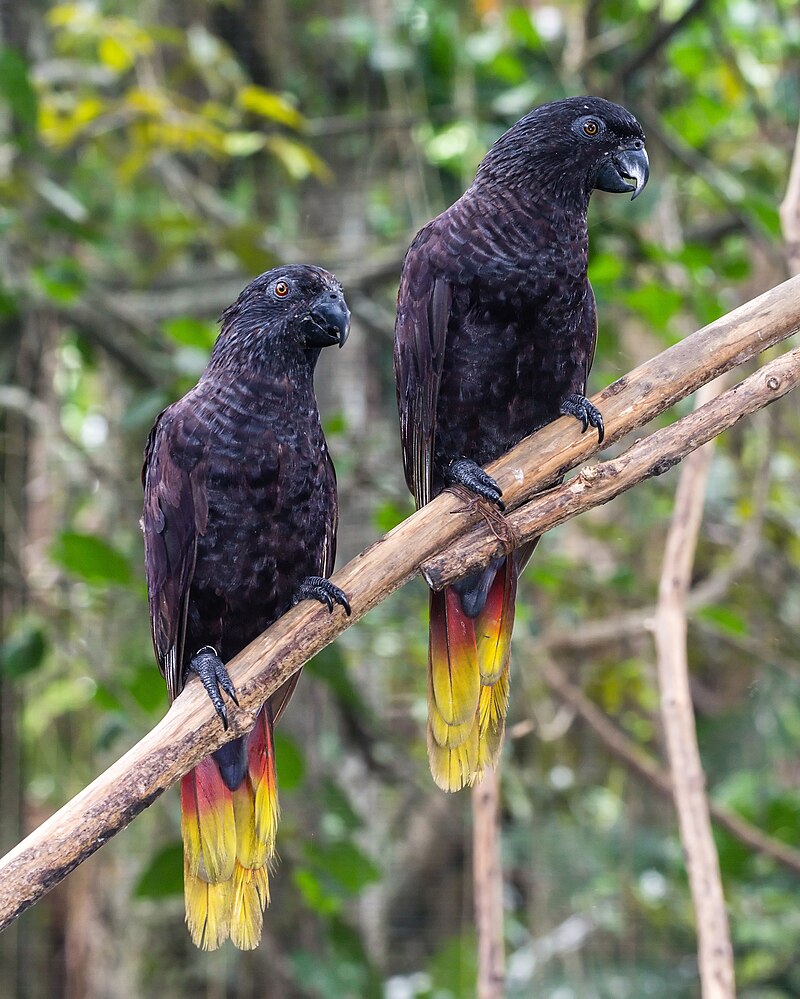 Black Lory (Chalcopsitta atra) photo