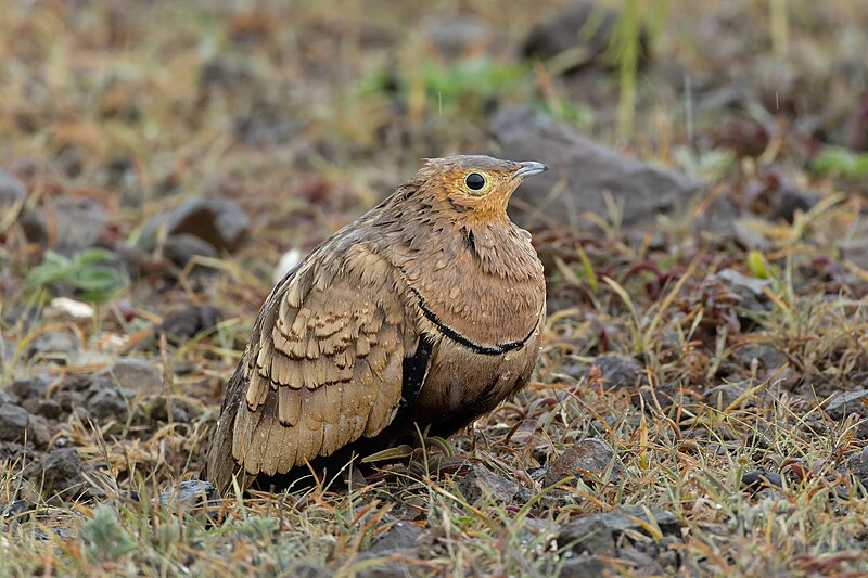Chestnut-bellied Sandgrouse (Pterocles exustus) photo