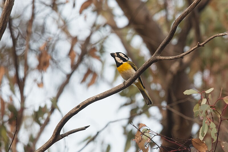 Western Shrike-tit (Falcunculus leucogaster) photo